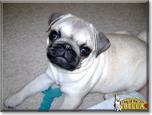 Bella, the Dog of the Day