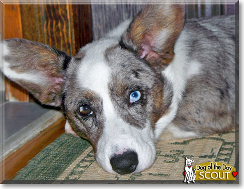 Scout, the Dog of the Day