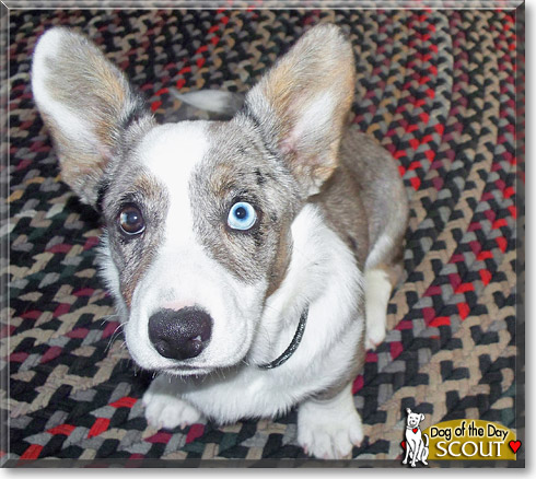 Scout, the Dog of the Day