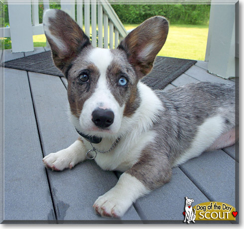 Scout, the Dog of the Day