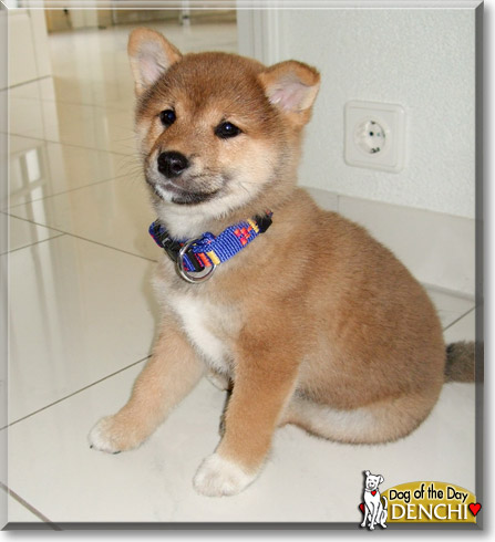 Denchi, the Dog of the Day