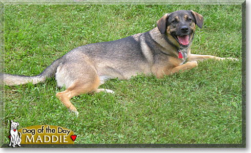 Maddie, the Dog of the Day