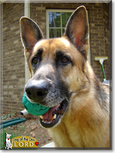 Lord, the Dog of the Day