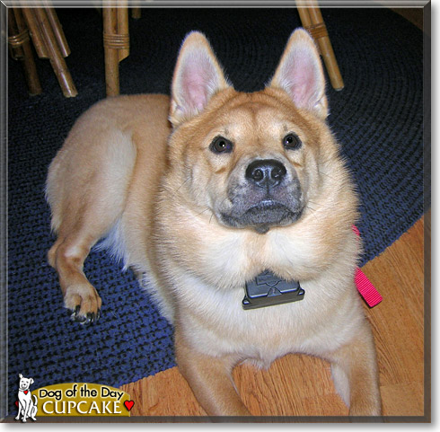 Cupcake, the Dog of the Day