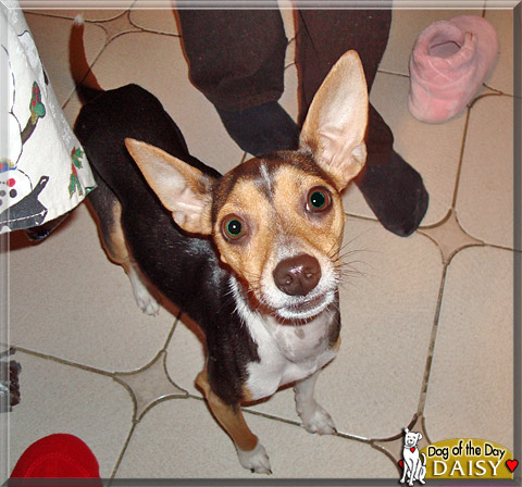Daisy, the Dog of the Day
