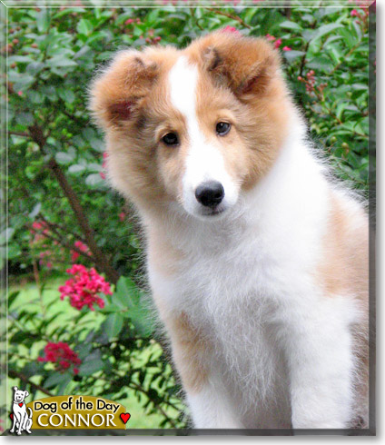 Connor, the Dog of the Day