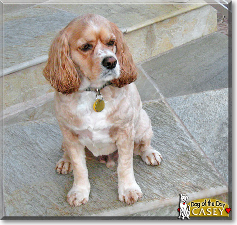 Casey, the Dog of the Day