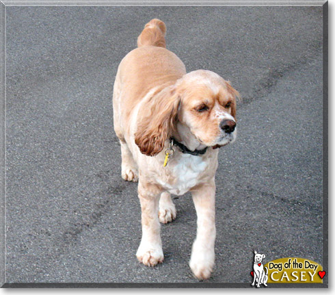 Casey, the Dog of the Day