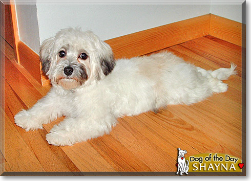 Shayna, the Dog of the Day