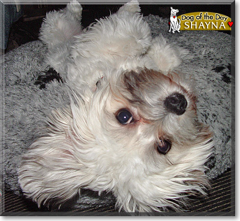 Shayna, the Dog of the Day