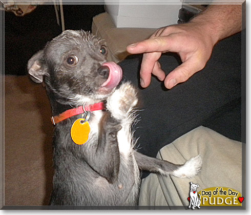 Pudge, the Dog of the Day