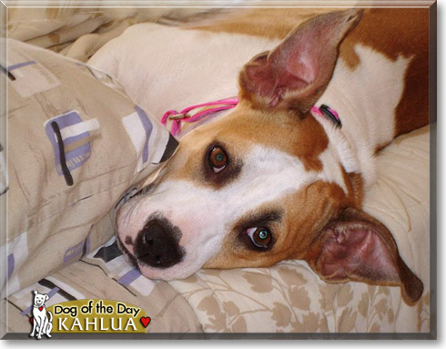 Kahlua, the Dog of the Day