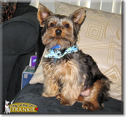 Frankie, the Dog of the Day