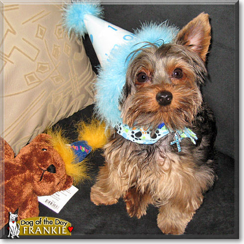 Frankie, the Dog of the Day