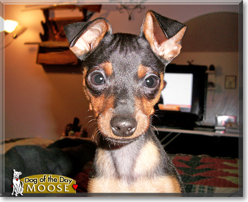 Moose, the Dog of the Day