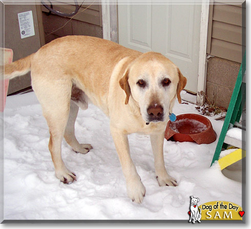 Sam, the Dog of the Day