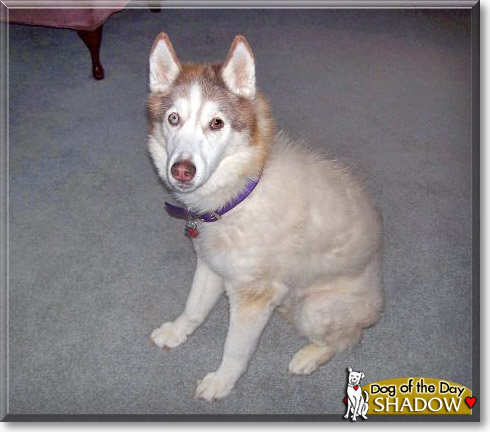 Shadow, the Dog of the Day
