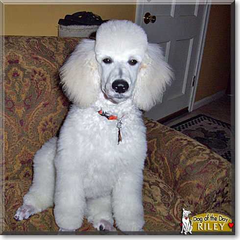 Riley, the Dog of the Day