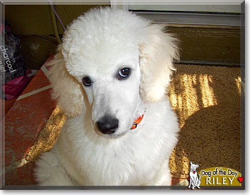 Riley, the Dog of the Day