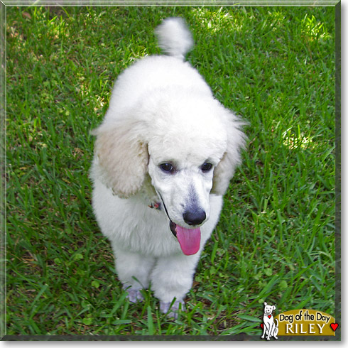 Riley, the Dog of the Day
