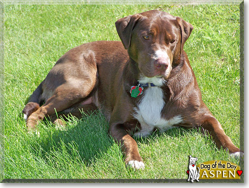 Aspen, the Dog of the Day