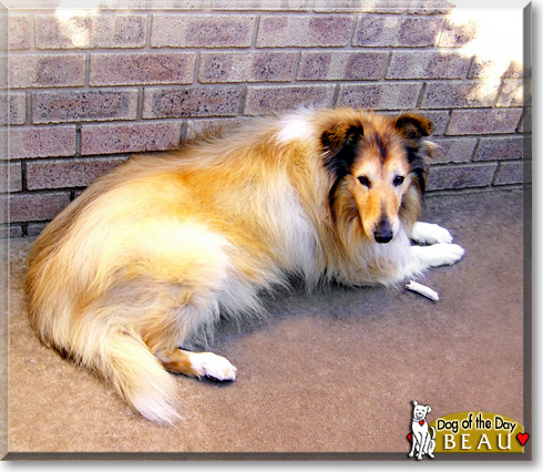 Beau, the Dog of the Day