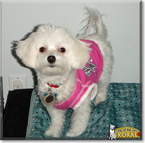 Koral, the Dog of the Day