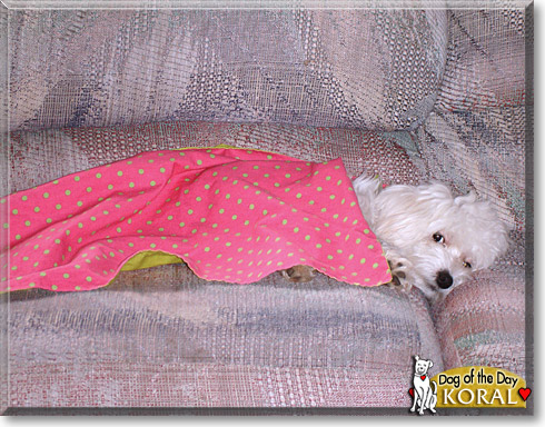 Koral, the Dog of the Day