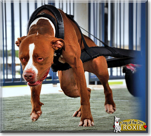 Roxie, the Dog of the Day