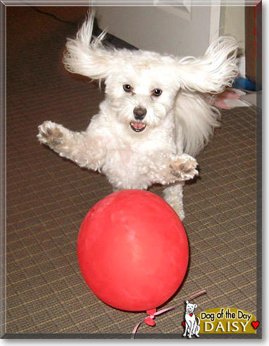 Daisy, the Dog of the Day