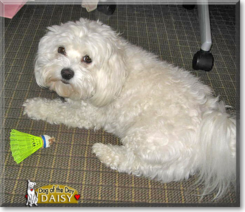 Daisy, the Dog of the Day