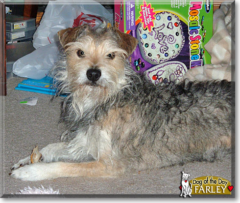 Farley, the Dog of the Day