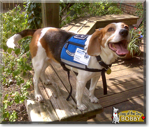 Bobby, the Dog of the Day