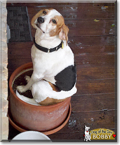 Bobby, the Dog of the Day