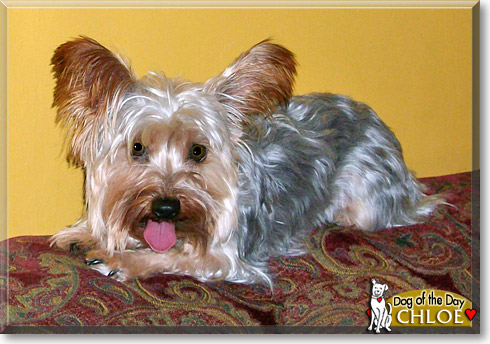 Chloe, the Dog of the Day