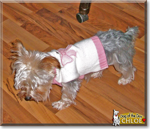 Chloe, the Dog of the Day