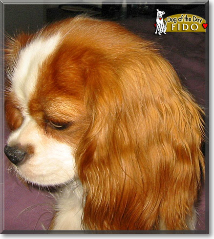 Fido, the Dog of the Day