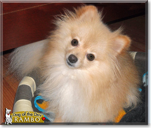 Rambo, the Dog of the Day Rambo, the Dog of the Day