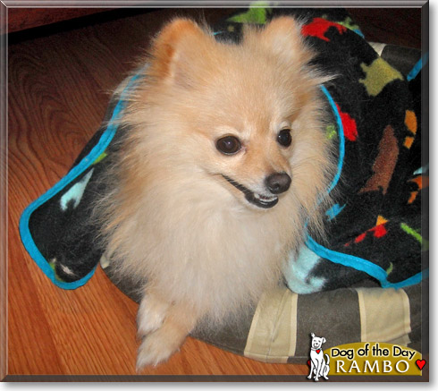 Rambo, the Dog of the Day Rambo, the Dog of the Day