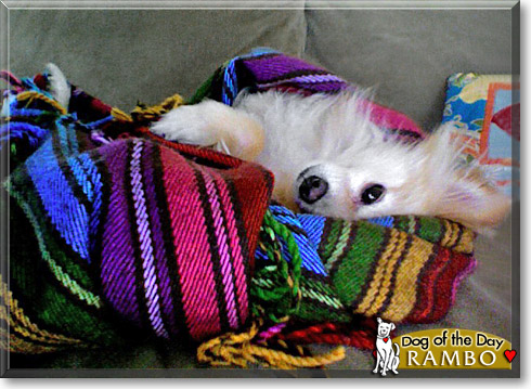 Rambo, the Dog of the Day Rambo, the Dog of the Day