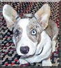 Scout