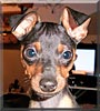 Moose