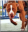 Roxie