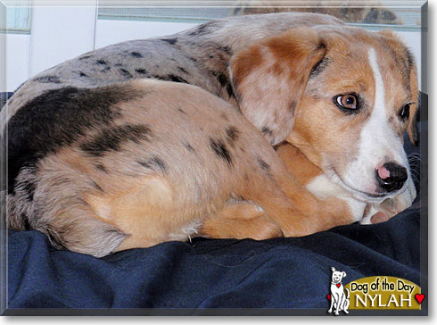Nylah, the Dog of the Day