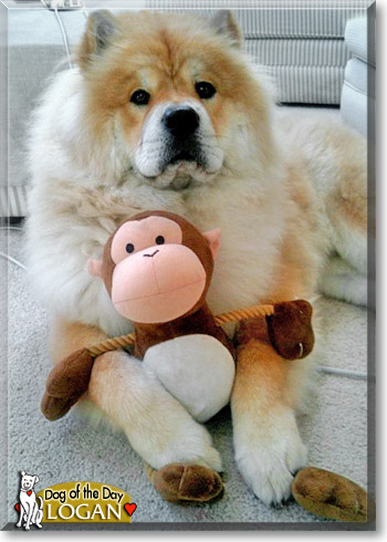 Logan, the Dog of the Day Logan, the Dog of the Day