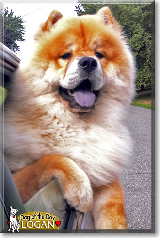 Logan, the Dog of the Day Logan, the Dog of the Day