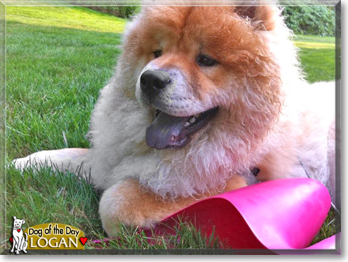 Logan, the Dog of the Day Logan, the Dog of the Day