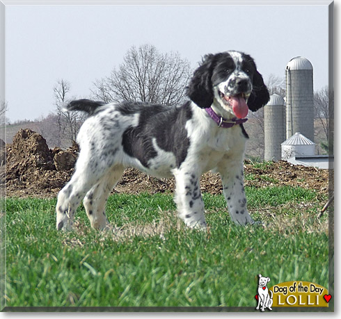 Lolli, the Dog of the Day