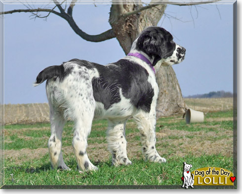 Lolli, the Dog of the Day