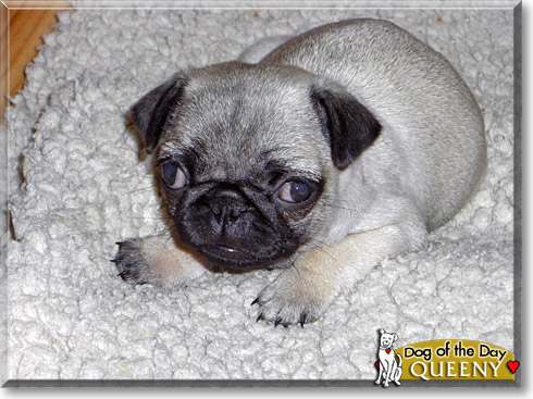 Queeny, the Dog of the Day